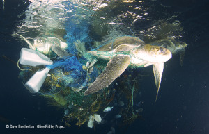 3 turtles trapped in a ghost net