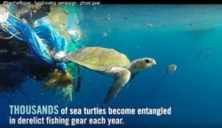 #freetheflipper_Olive_Ridley_Project_Fundraiser