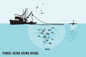 Fishing by purse seine using DFADs graphic - Olive Ridley Project Fishing by purse seine using DFADs graphic