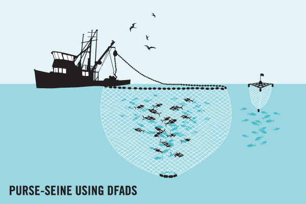 1-General overview of a purse seine net after shooting and as the purse...  | Download Scientific Diagram