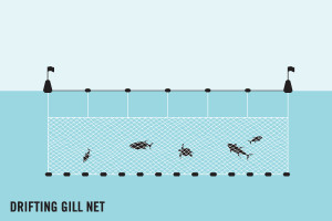 Fishing by drifting gillnet graphic Olive Ridley Project Fishing by drifting gillnet graphic