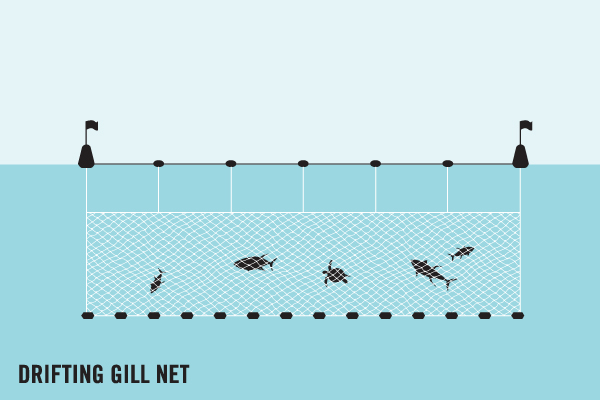 Gillnet fishing is a destructive fishing technique that often leads to ghost gear. Graphic.