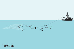 Fishing by trawling graphic - Olive Ridley Project Fishing by trawling graphic