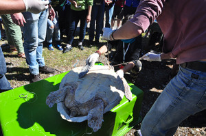 First Aid procedures on a deceased turtle to show the proper way of removing circle and J hooks and lines that had been ingested by turtles