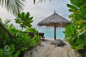 A nesting green turtle makes her way arouond beach furniture in Maldives