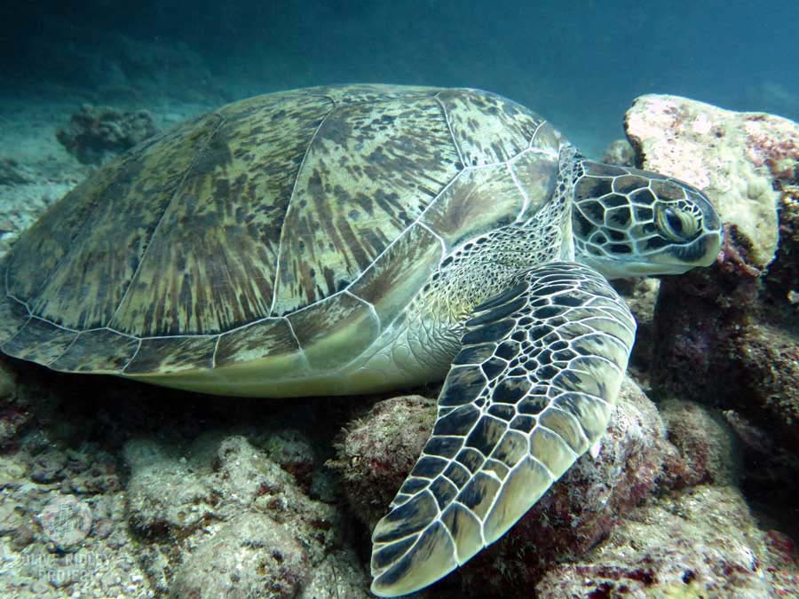 Una tartaruga verde adulta che riposa su una barriera corallina alle Maldive, immagine