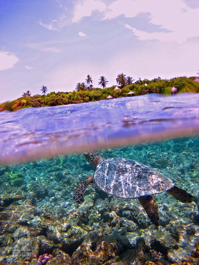 Sea Turtles Of The Indian Ocean | Olive Ridley Project