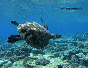 Hawksbill turtle missing a front flipper swimming Baa Atoll Maldives