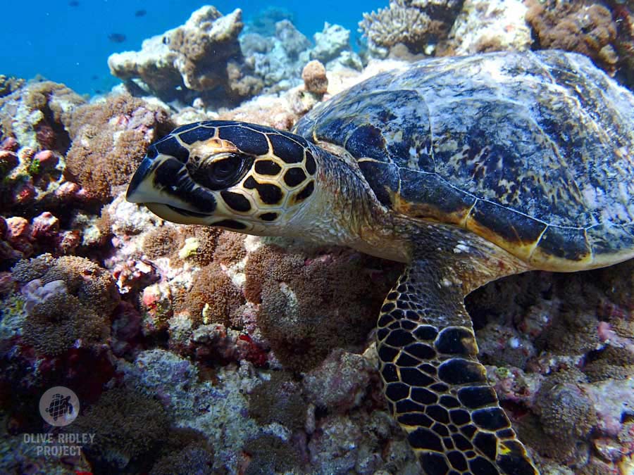 Hawksbill Turtle - Olive Ridley Project