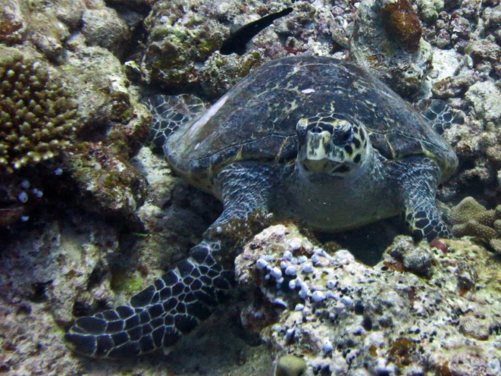 Hawksbill turtle resting on the reef, Maldives