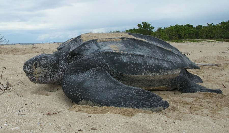 Leatherback sköldpadda, Claudia Lombard, USFWS