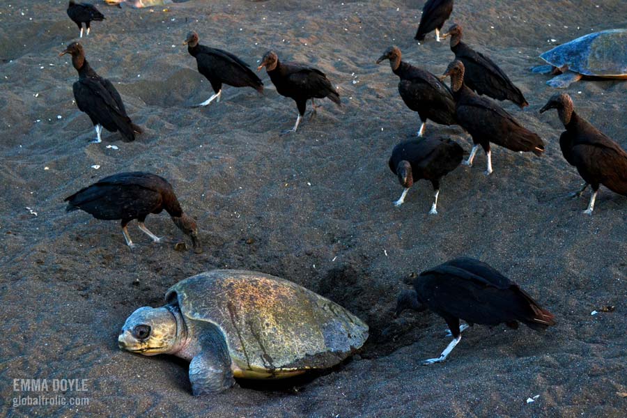 Vultures pray on olive ridley turtle eggs Orissa India. Image