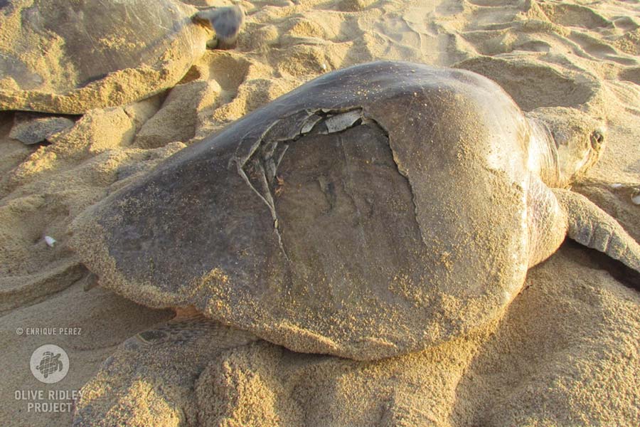 Plove Rideley turtle with fractured shell Michoacan Mexico