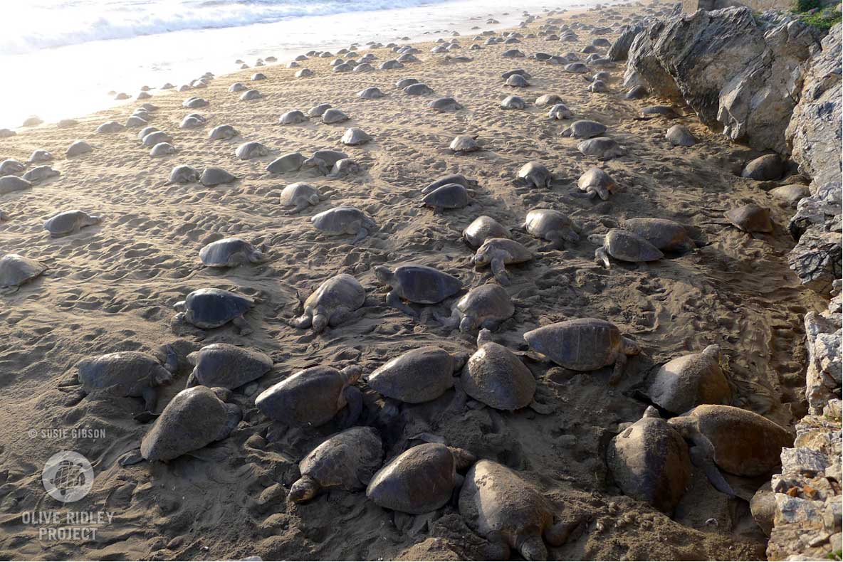 Olive ridleys on the beach during arribada. Image.