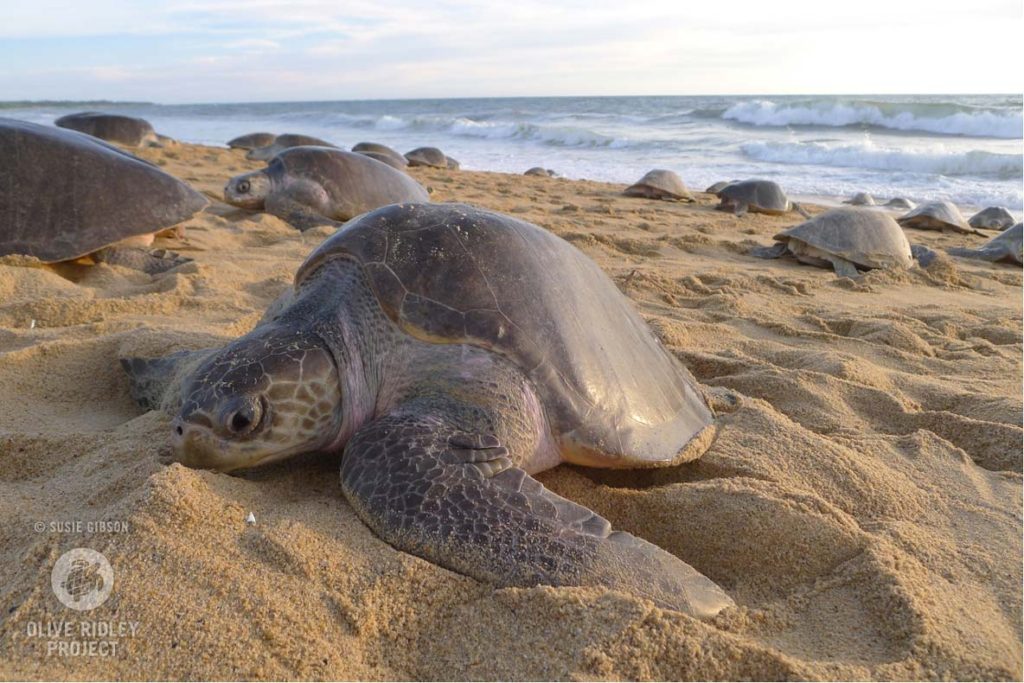 vrouwelijke Oliver ridley schildpad broedende op het strand tijdens arribada