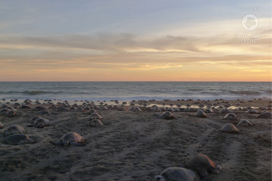 How many sea turtles are left? One method of estimating turtle populations is to measure the annual number of nesting events in a population. Olive ridley arribada nesting event in Michoacan Mexico; image