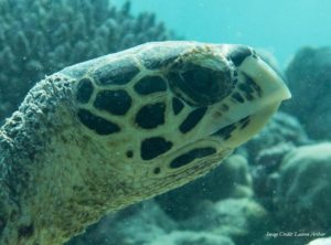 Facial profile of a Hawksbill turtle in Baa Atoll (Maldives). Turtle-ID HK2737. Image credit: Lauren Arthur