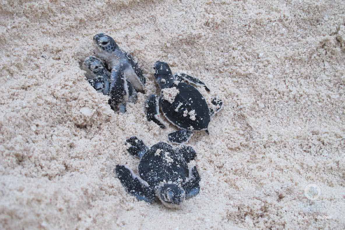 Green turtle hatchlings in the Maldives emerge from their nest after between 49 and 62 days, image