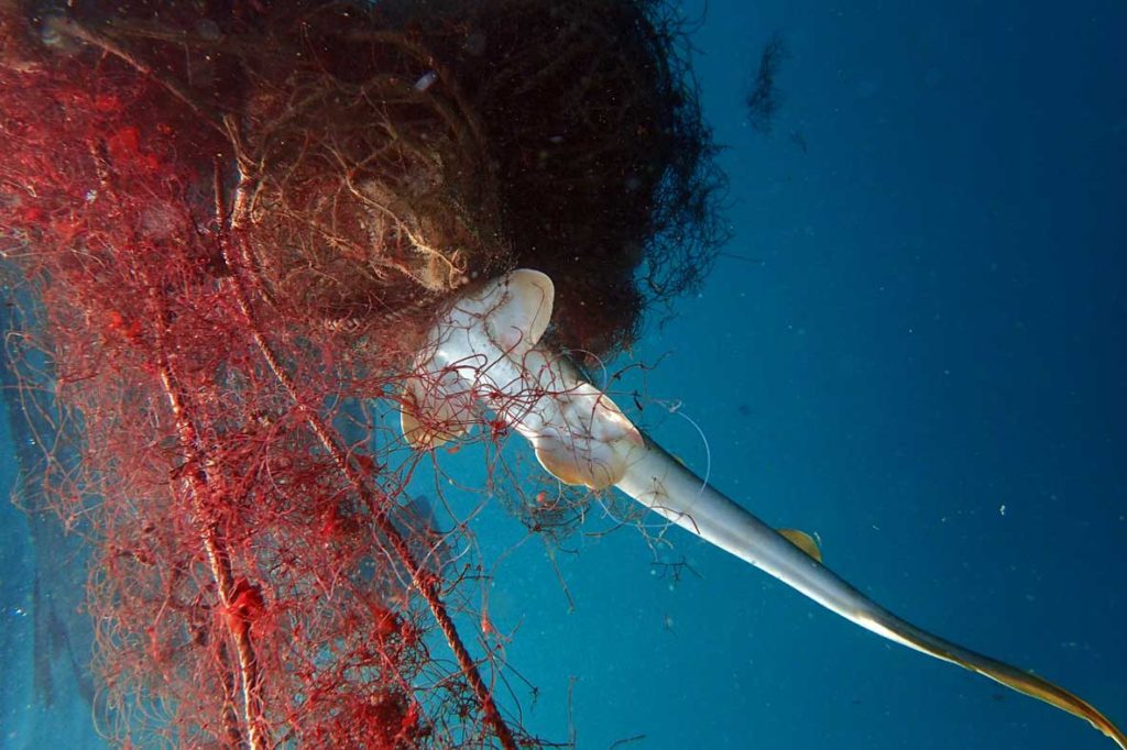 Underwater image of ghost net with a dead shark, Pakistan. Image.