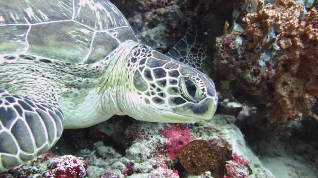 Identified Green turtle Maldives ClioClio