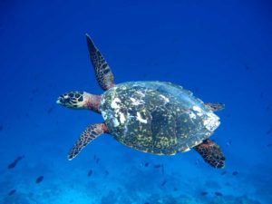 Aguadormi an identified Hawksbill sea turtle swimming in the blue Maldives