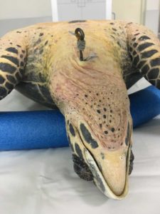 Hawksbill turtle Ali Jappo with fishing hook in her neck Marine Turtle Rescue Centre