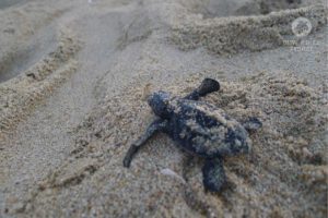 Olive ridley sea turtle hatchling leaving the nest life cycle of turtles