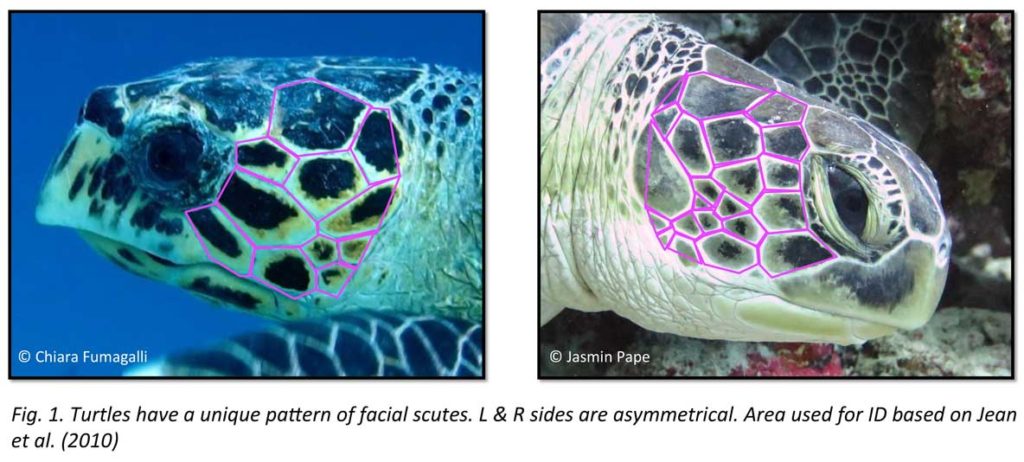 Graphic displaying the unique facial scales of turtles