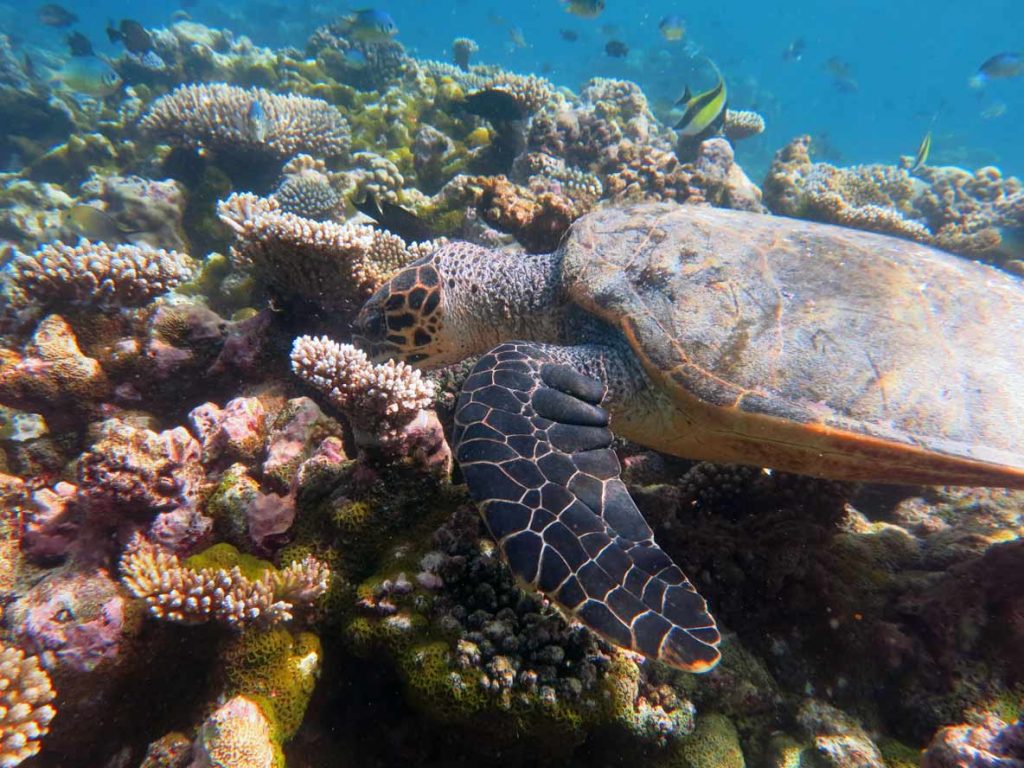 A hawksbill turtle having a bite to eat on a coral reef, Maldives. Marvin, hawksbill turtle Maldives. Image.