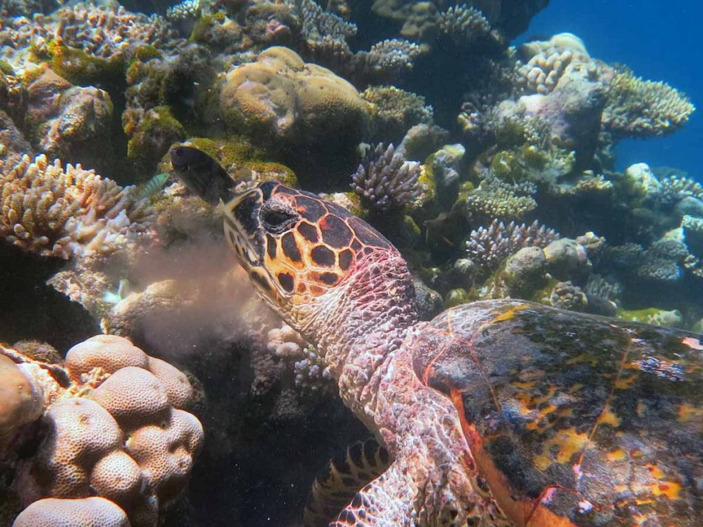 A hawksbill turtle having a bite to eat on a coral reef, Maldives. Samha, hawksbill turtle Maldives. Image.