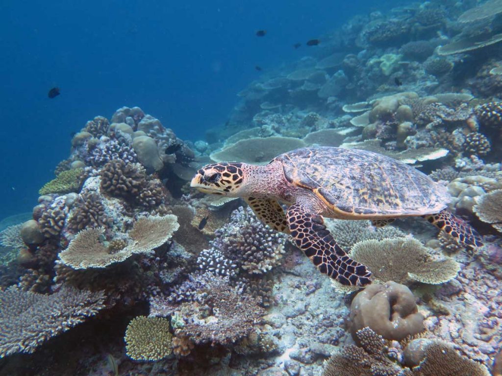 Euan, hawksbill turtle Maldives