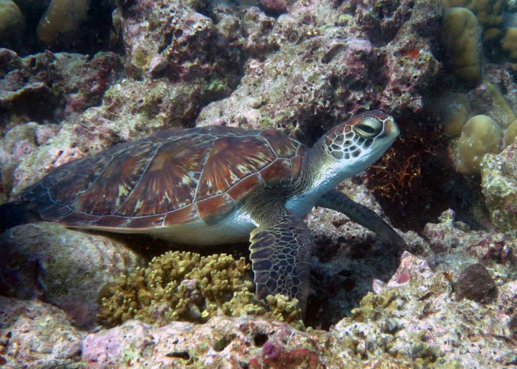 green turtle Lhaviyani Atoll a green turtle hot spot