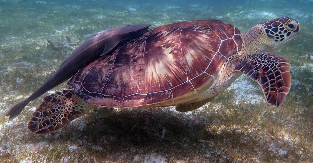 GR664 Gregory green turtle ORP Turtle Photo-ID Maldives