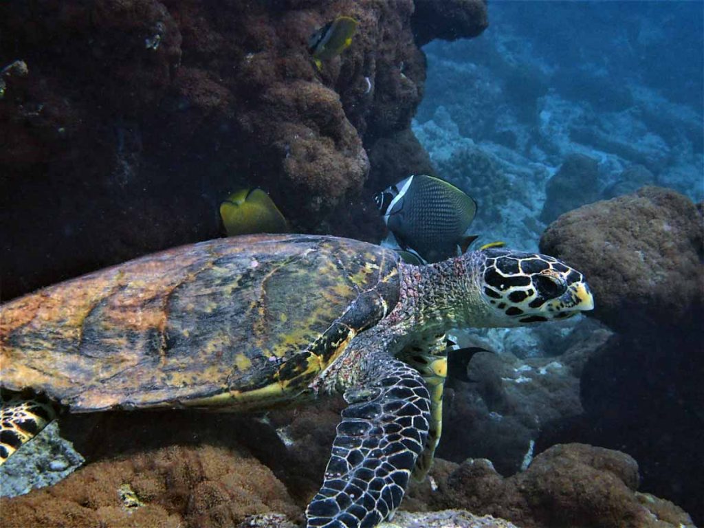 hawksbill sea turtle Haa Alif Atoll Maldives