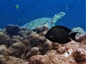 Hawksbill turtle Koopa identified during ORP sea turtle reseach expedition Haa Alif Atoll Maldives