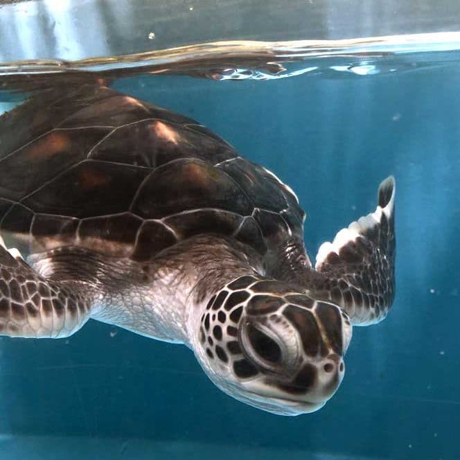 Green turtle baby Crush ORP rescue centre Maldives