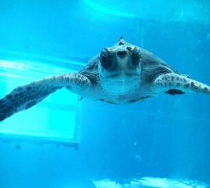 Olive ridley turtle baby patient Luna ORP rescue centre Maldives