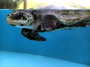 Olive ridley turtle patient Stitch long term resident ORP rescue centre Maldives