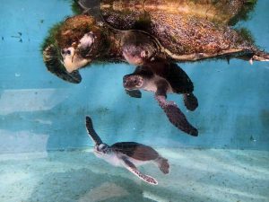 Turtle bffs 3 solitary turtles bonding sharing tank ORP rescue centre Maldives