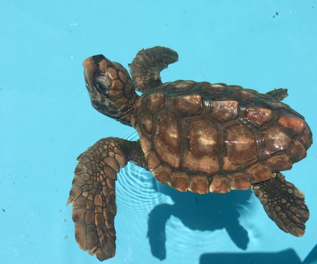 Emme, a juvenile loggerhead, was brought to the Rescue Centre having been kept as a pet since she hatched. We have estimate her to be between 2-4 months old. Image.