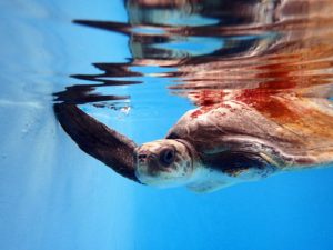 Flow-Olive-ridley-turtle-ORP-rescue-centre-maldives