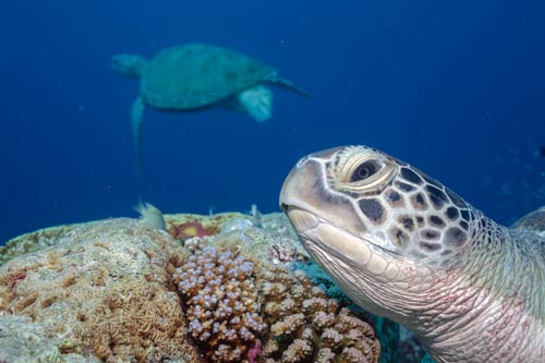 Green sea turtle in profile, Maldives. Image.