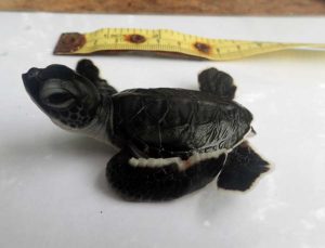 Green-turtle-hatchling-Claire-Maldives-rescue-centre-ORP