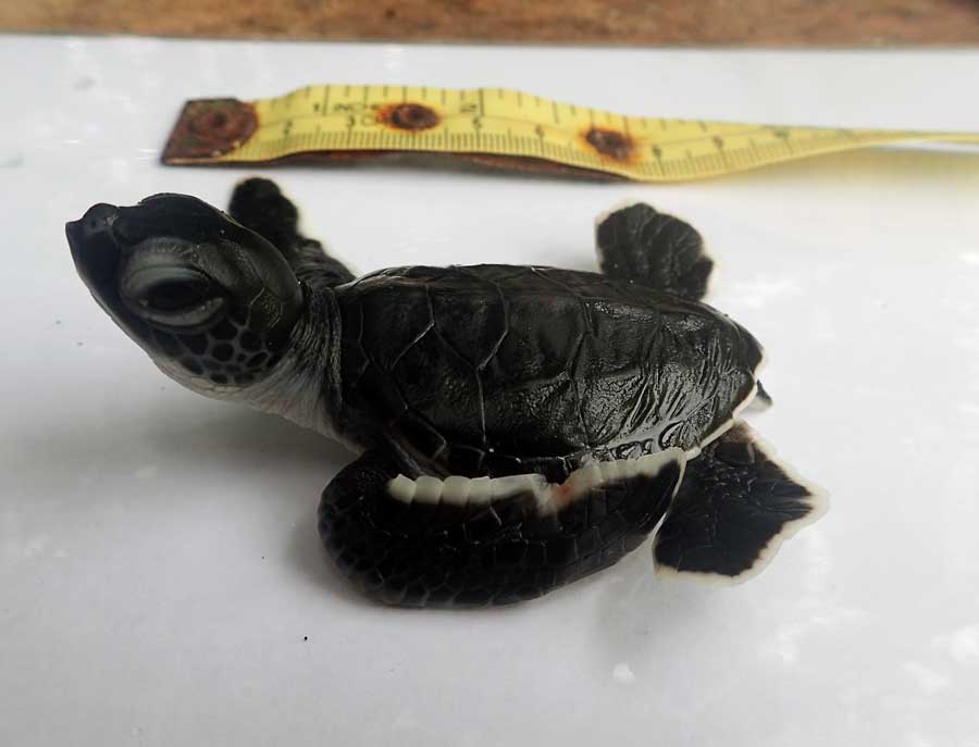 Green turtle hatchling Claire, 5 cm long, at ORP turtle rescue centre, Maldives. Image.