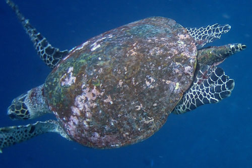 Adult male hawksbill turtle swimming in the blue, Maldives. Image