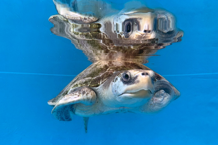 Turtle patient Heidi swimming in his tank. Image.