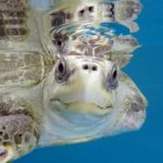 Olive ridley turtle ghost gear victim Maldives