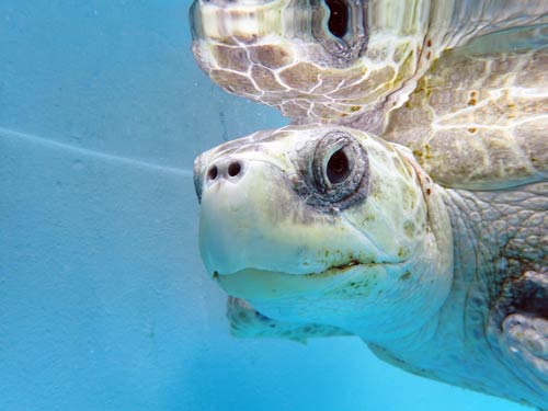 Olive ridley turtle ghost gear victim Maldives