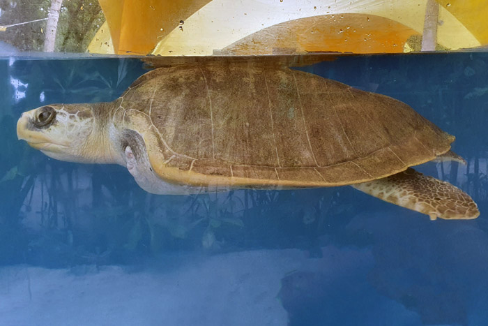 Turtle patient Heidi in his tank, side capture. Image.