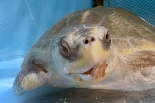 Turtle patient Heidi having a bite to eat, ORP Turtle Rescue Centre, image